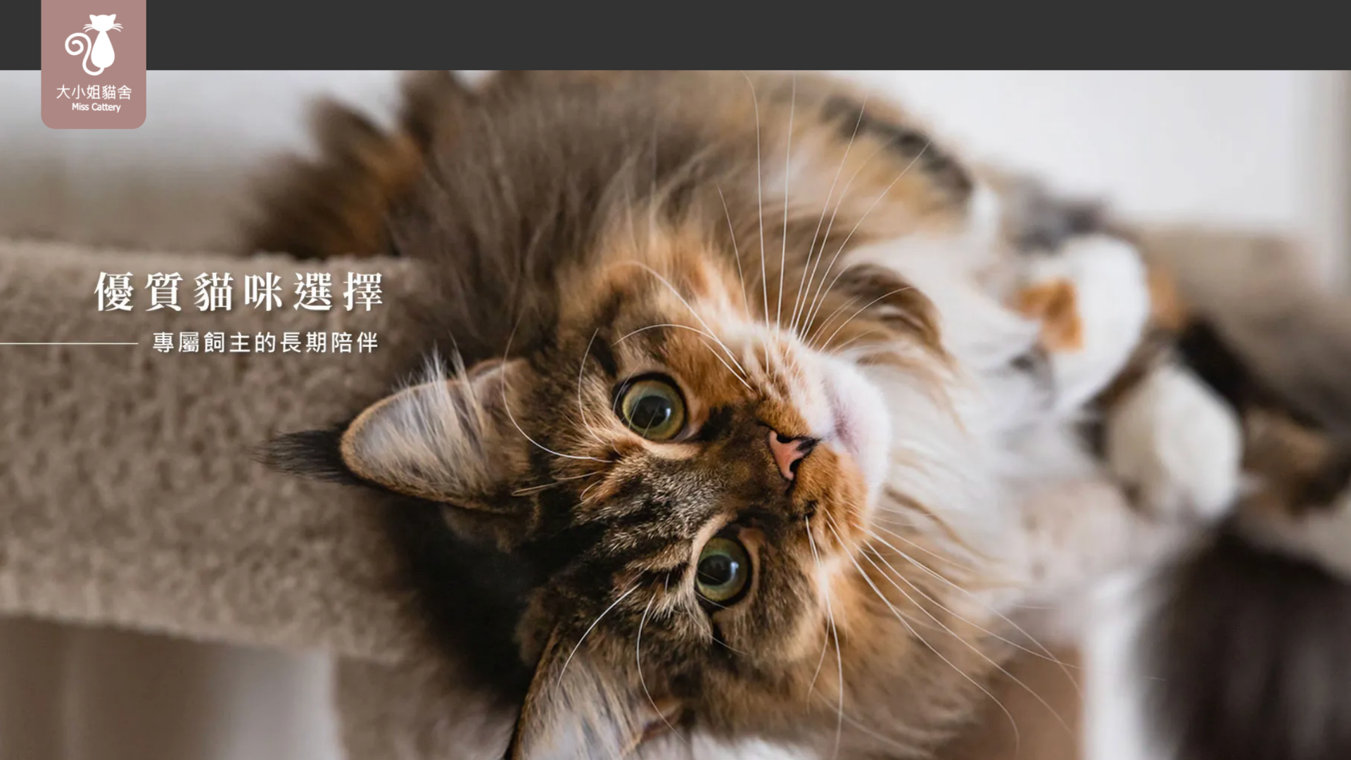 曼赤肯貓舍推薦大小姐貓舍