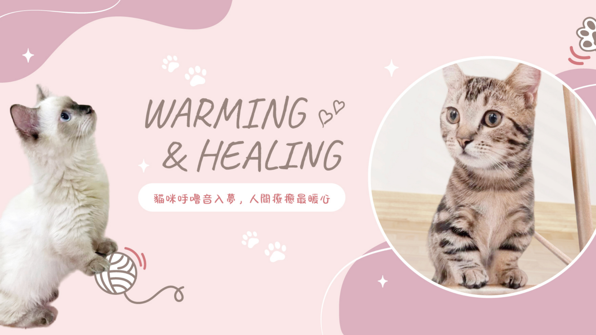 曼赤肯貓舍推薦呼嚕嚕療癒貓舍