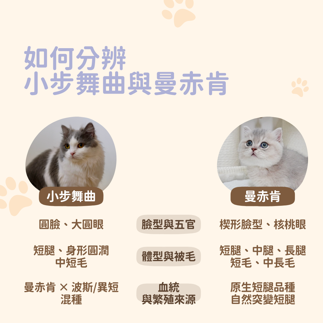 小步舞曲貓 vs 曼赤肯差別