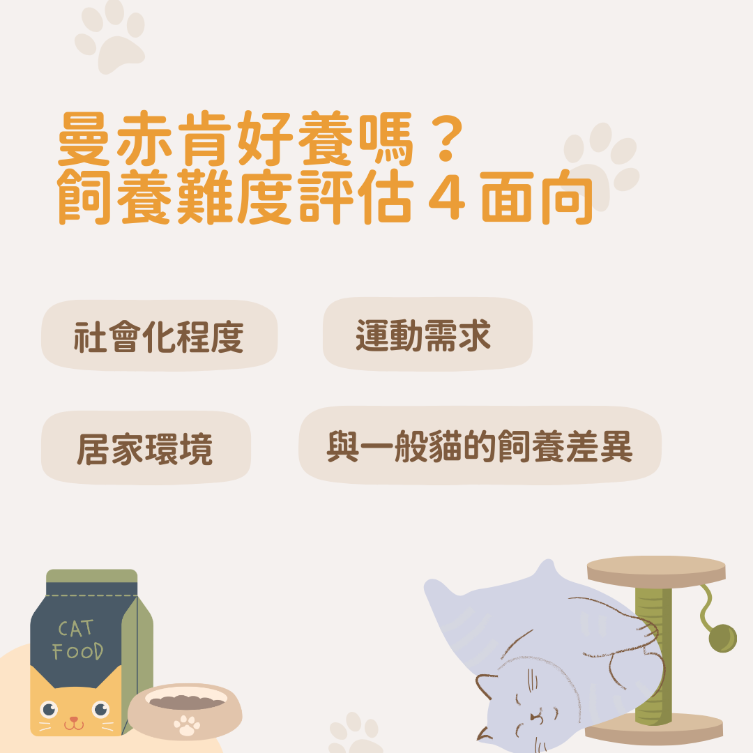 曼赤肯好養嗎