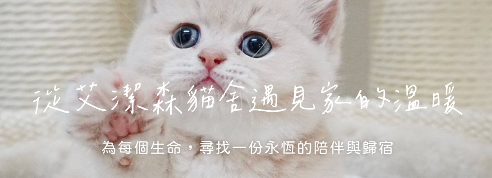 金漸層貓舍推薦艾潔森貓舍