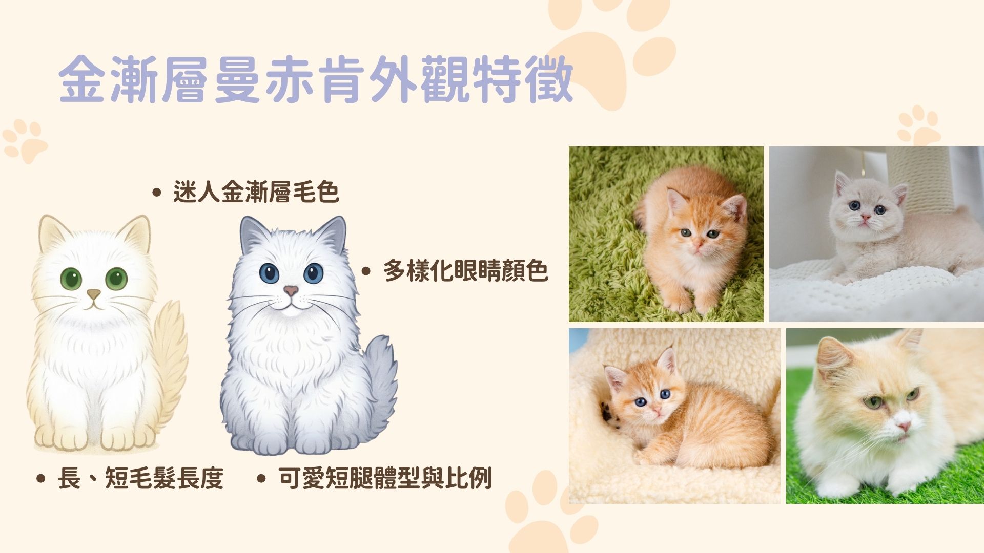 金漸層曼赤肯外觀特徵