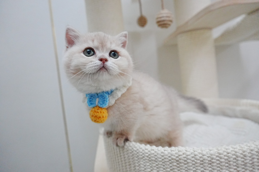 紫金漸層曼赤肯