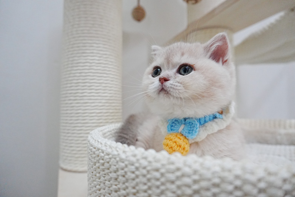 紫金漸層曼赤肯