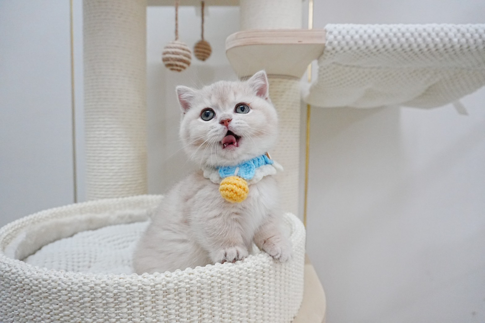 紫金漸層曼赤肯