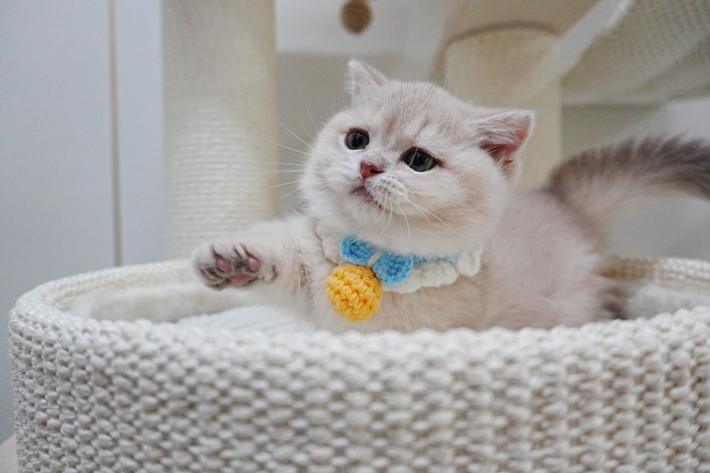 紫金漸層曼赤肯