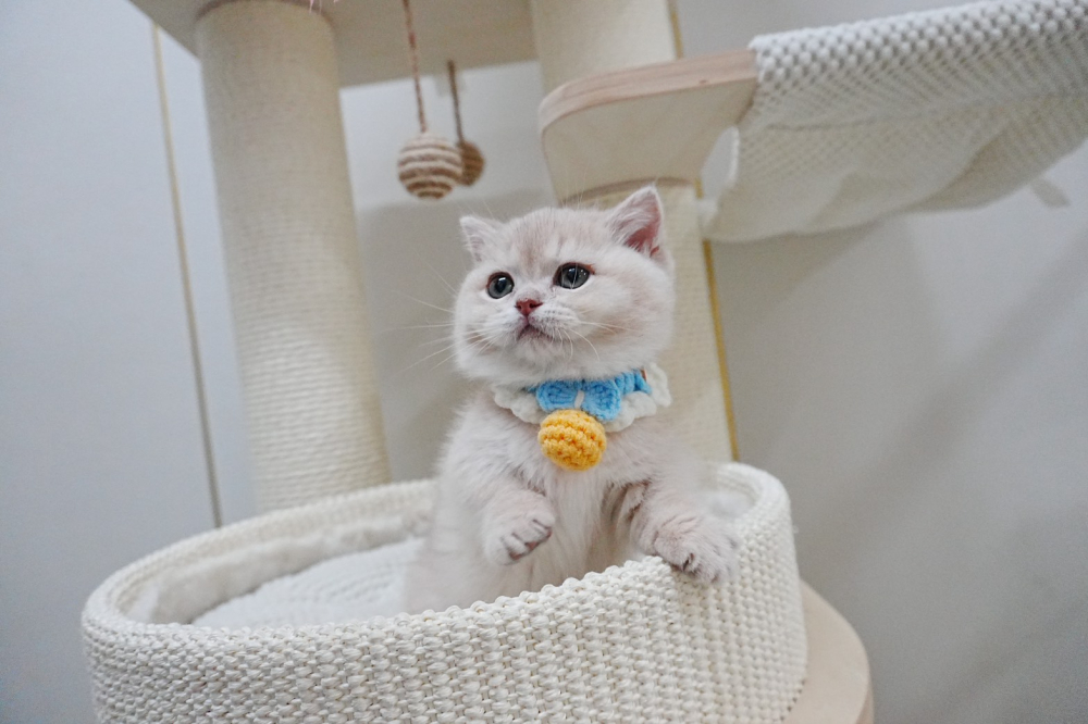 紫金漸層曼赤肯