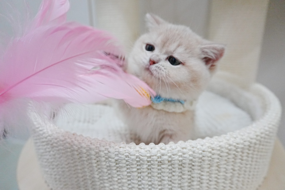 紫金漸層曼赤肯