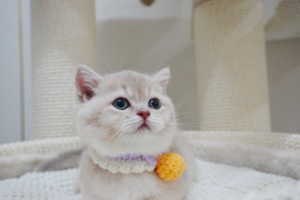 紫金漸層曼赤肯