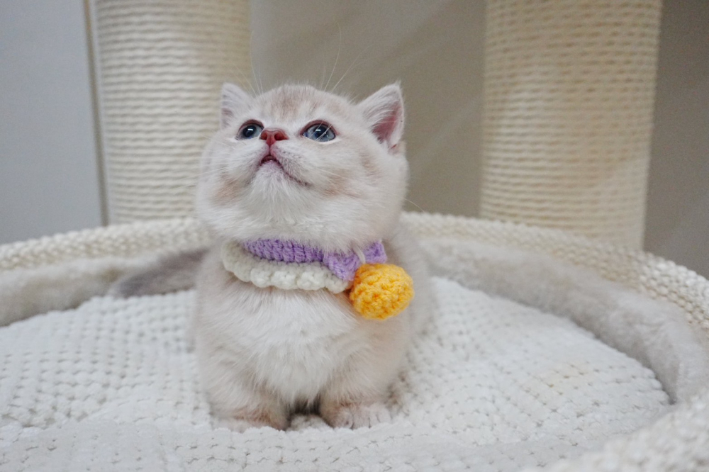 紫金漸層曼赤肯