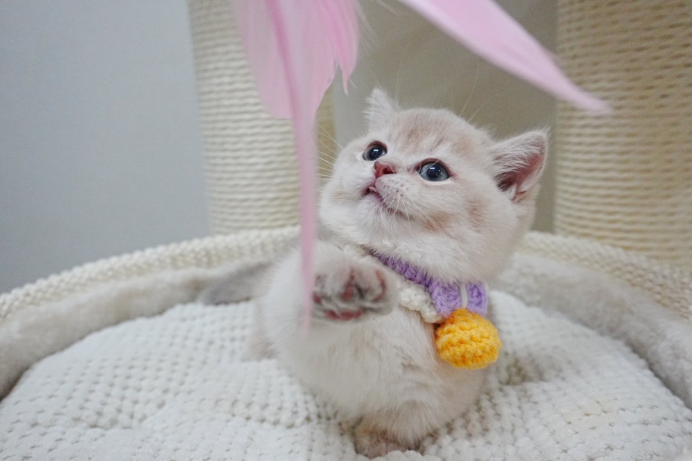 紫金漸層曼赤肯