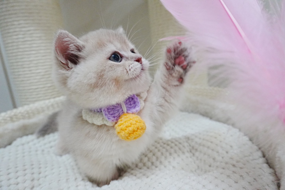 紫金漸層曼赤肯