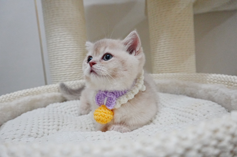 紫金漸層曼赤肯