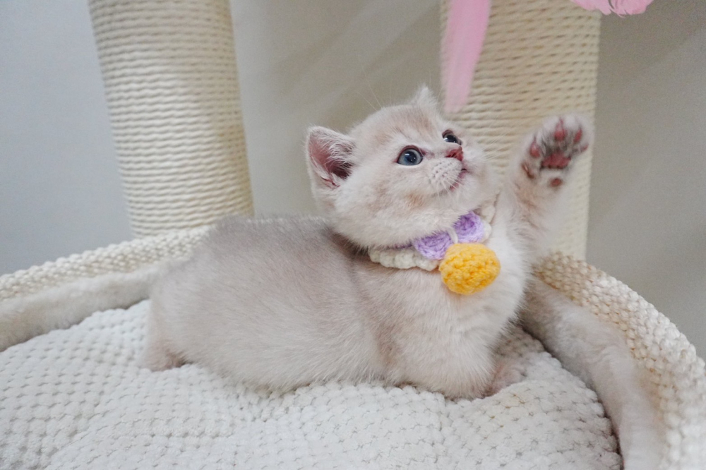 紫金漸層曼赤肯